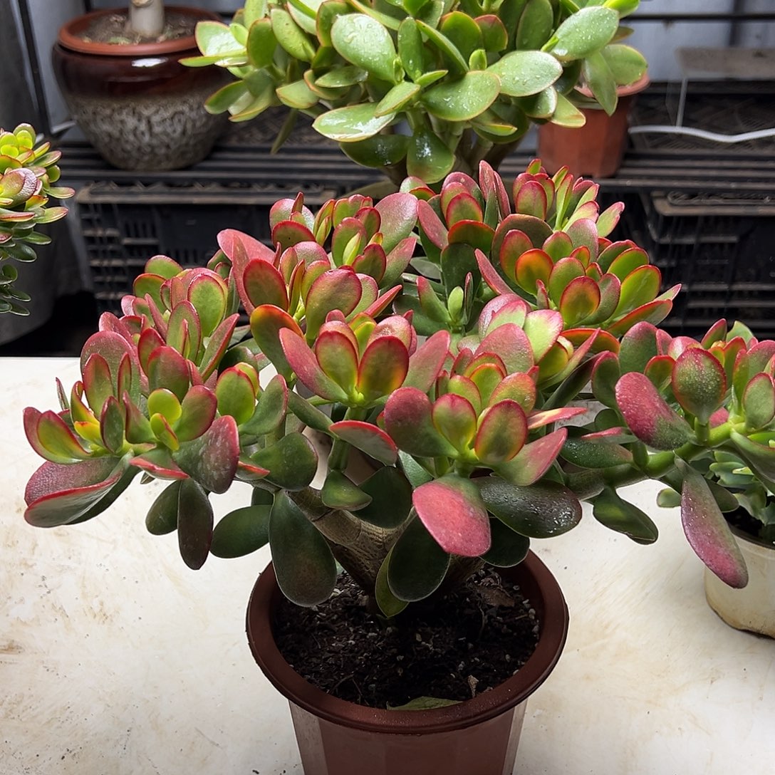 4年黄金花月带盆土发货