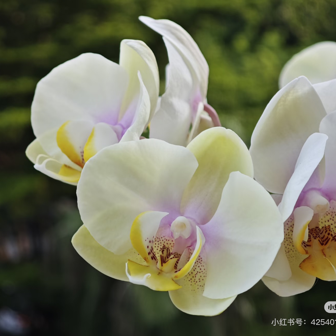 巴黎魅惑｜3.5寸蝴蝶兰带剑特级大壮苗