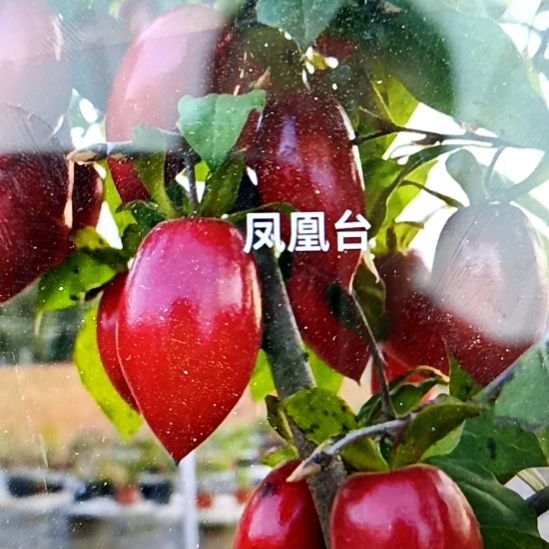 无花朵凤凰台根苗