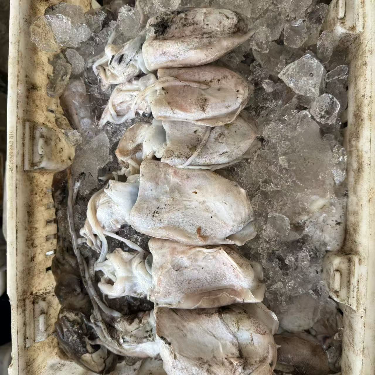 大号乌鱼墨鱼有大有小!速冻发货3斤8条左右丹东东港野生鱼