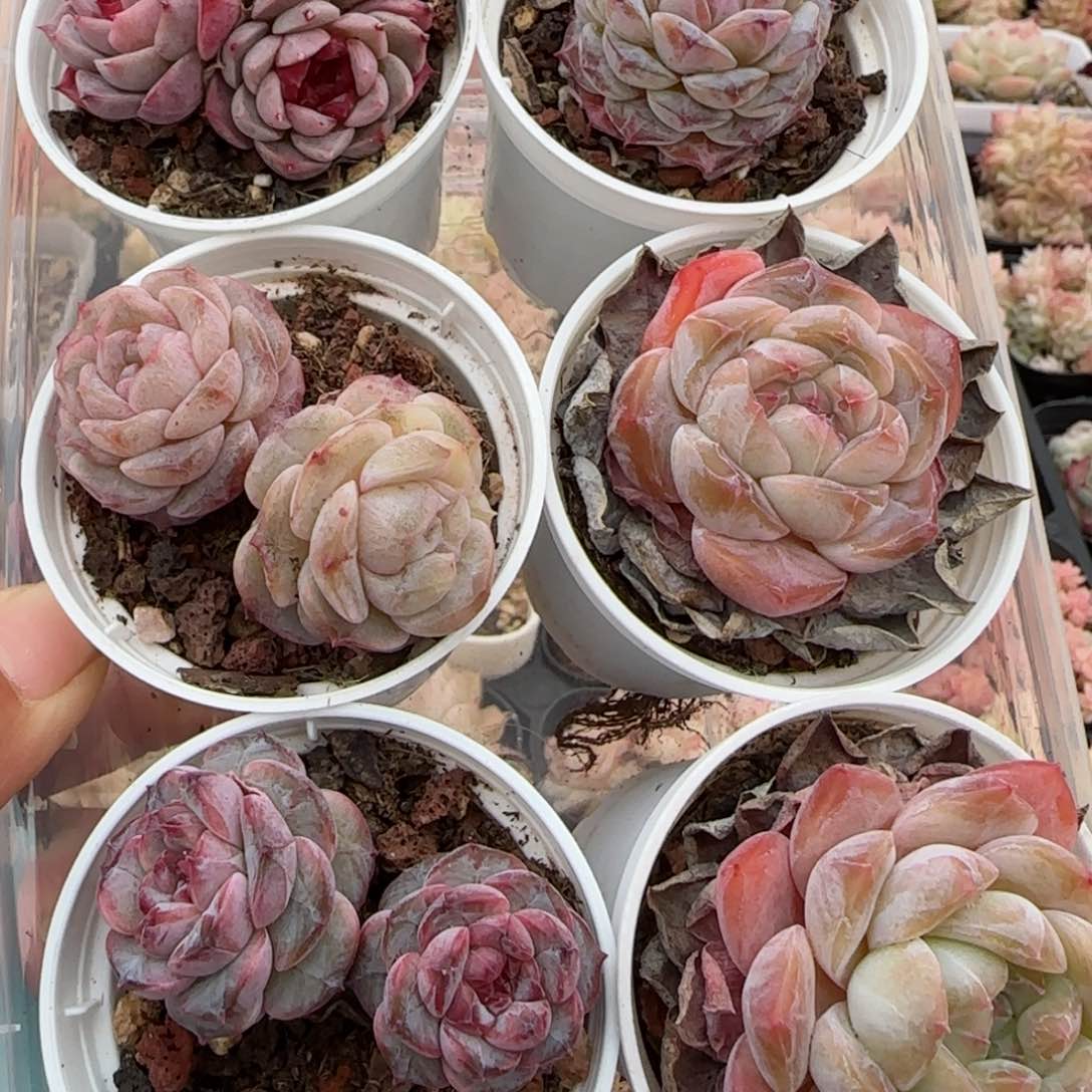 花语逸镜0129-07六个