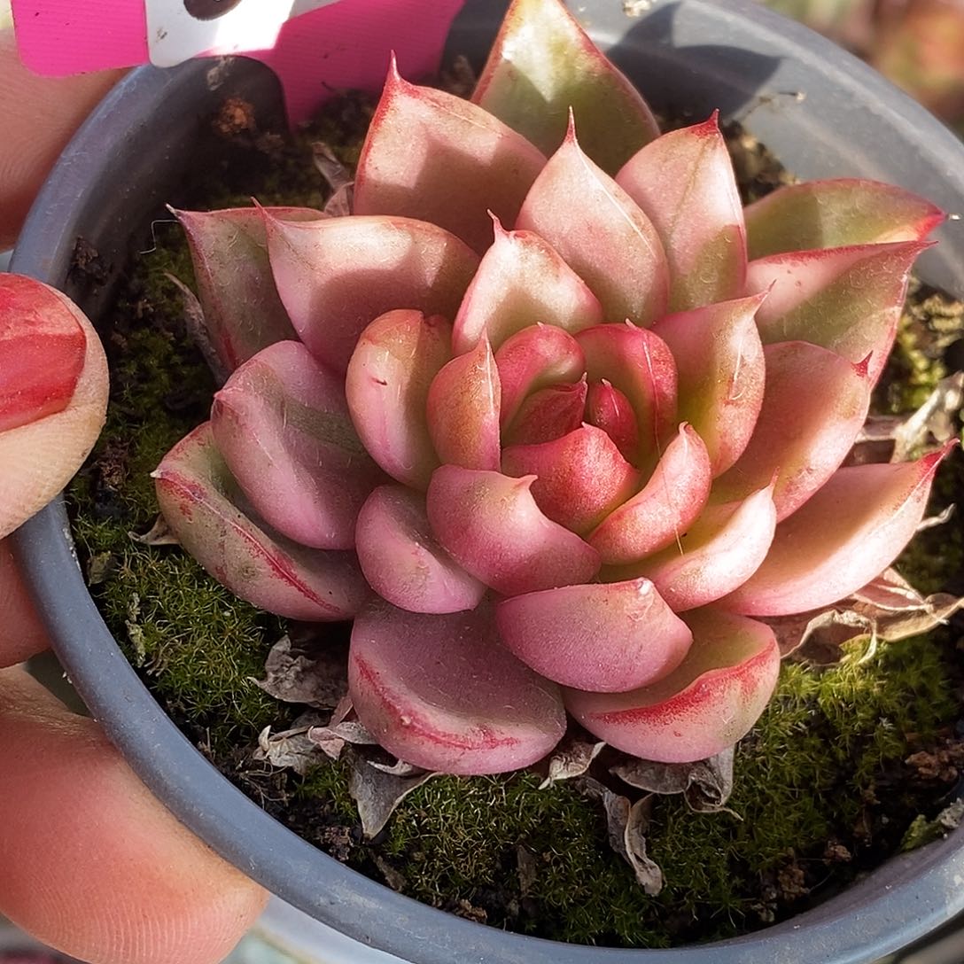 740野马哈哈哈哈哈