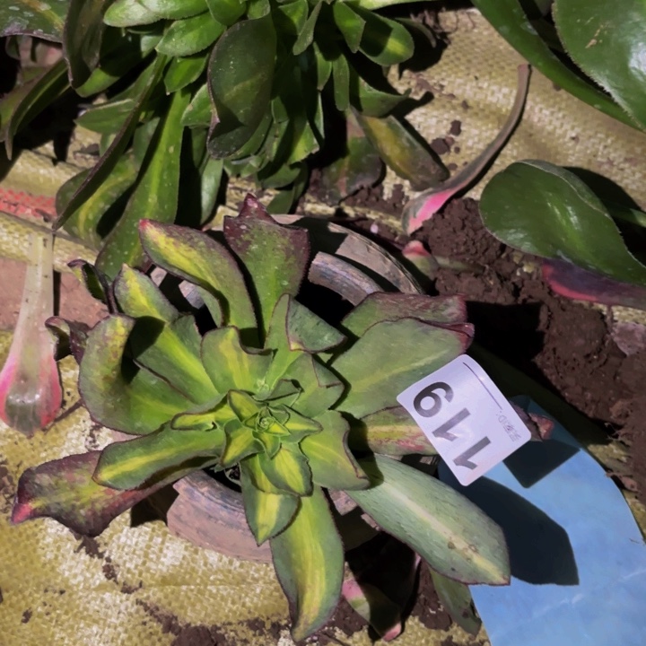 119魅影七彩多肉植物不售后