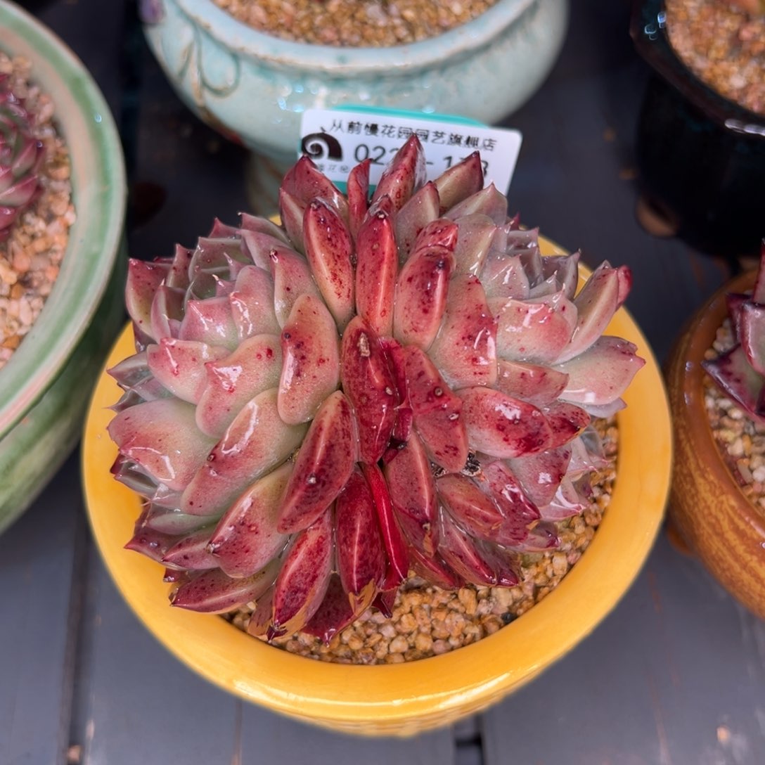 多肉一物一拍0225-173