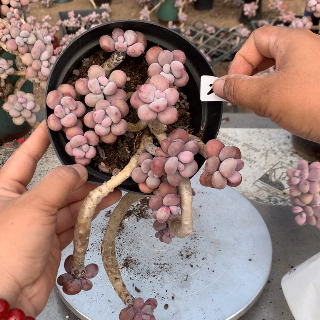 太****桃蛋老桩不带盆26号