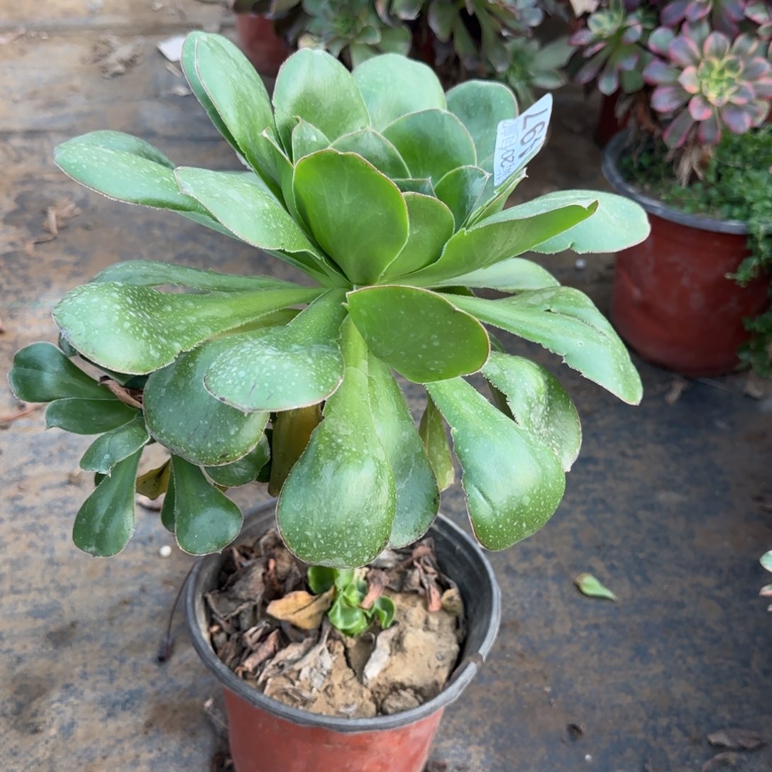 小***青艳姿497满20包邮断枝不包