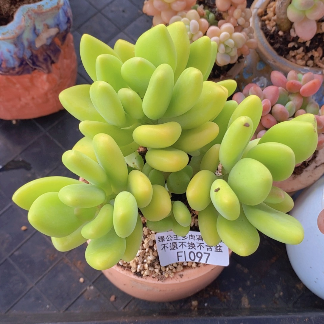 芒果奶14cm1097多肉植物