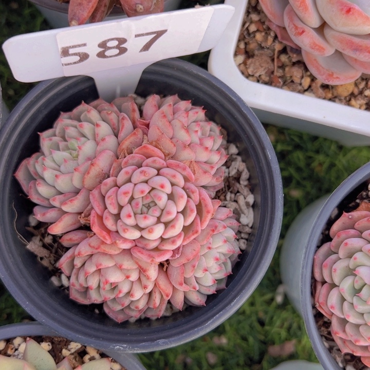 健健康康平平安安