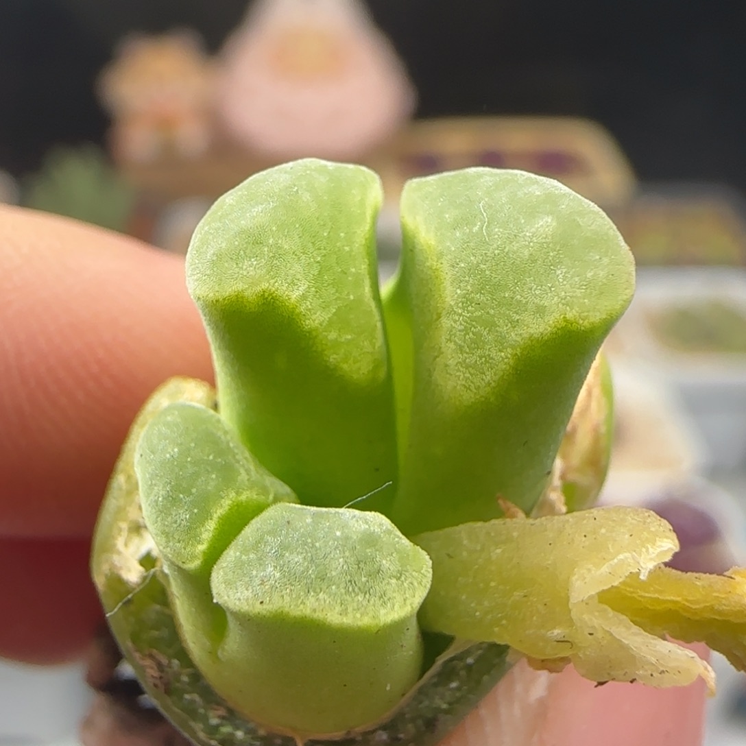 2.7.9/风铃母本/多肉植物