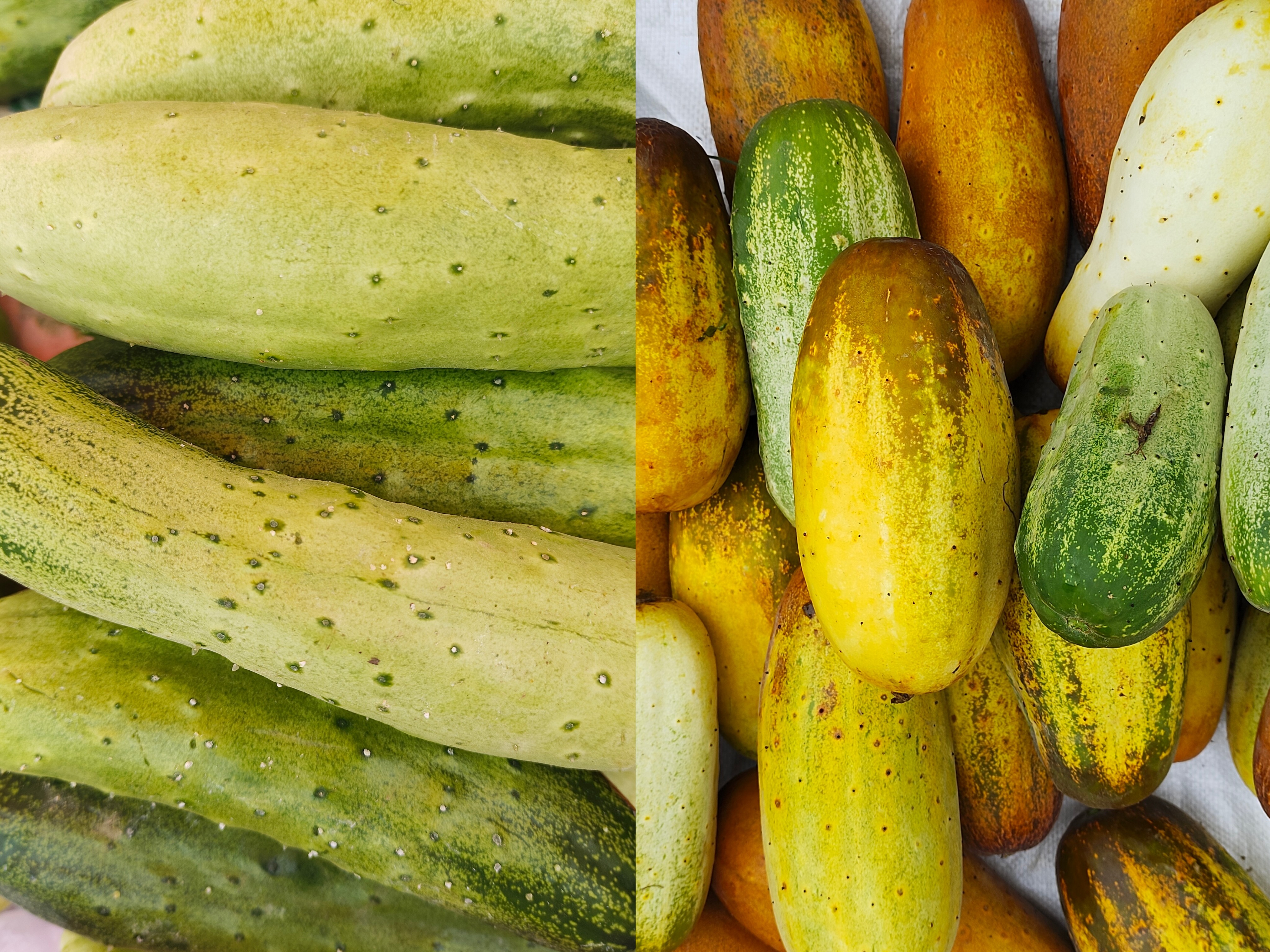 农村赶集土黄瓜和嫩黄瓜