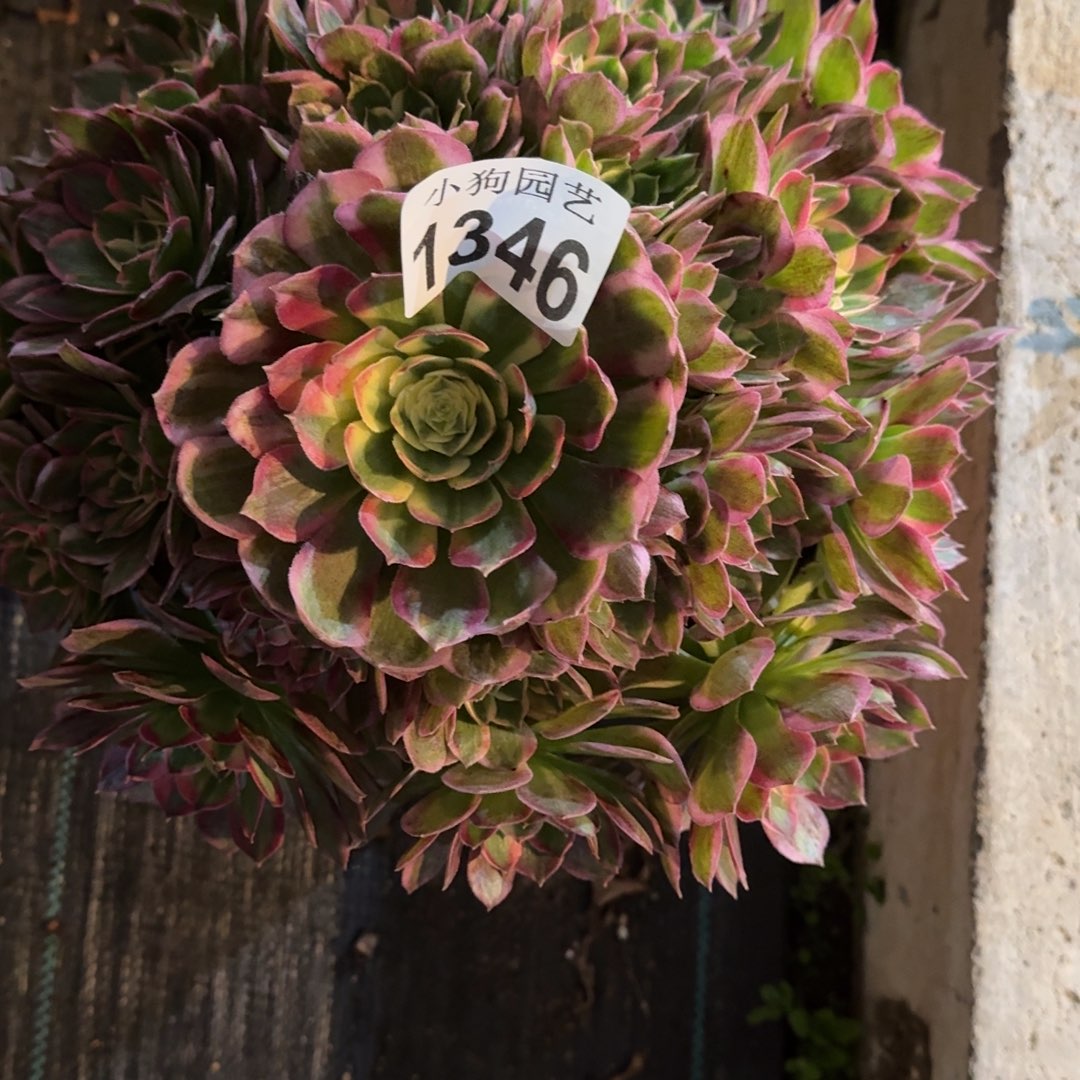 粉***黛海王多肉植物1346寄养