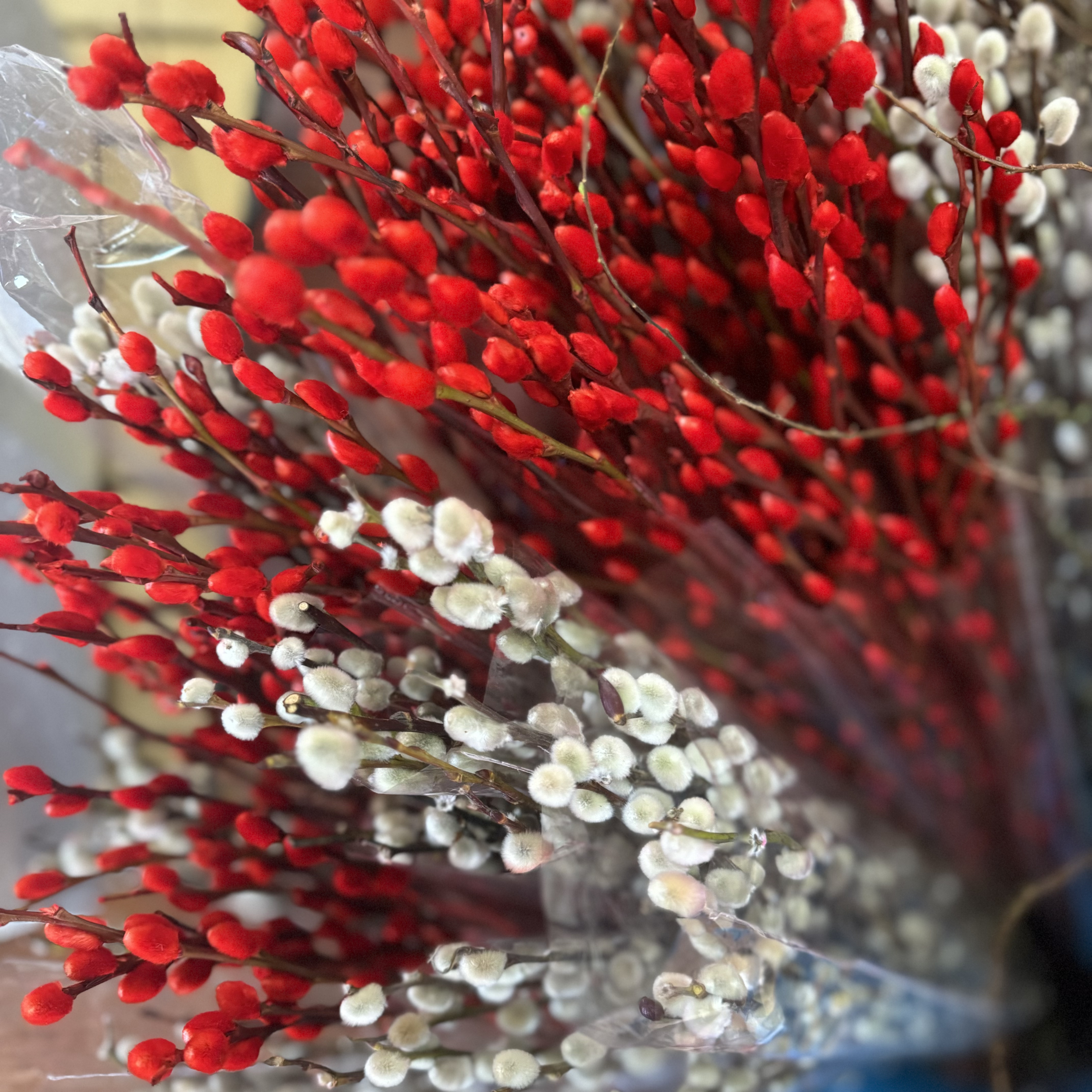 西藏包邮西藏绿源鲜花包邮·银柳白色银柳红色