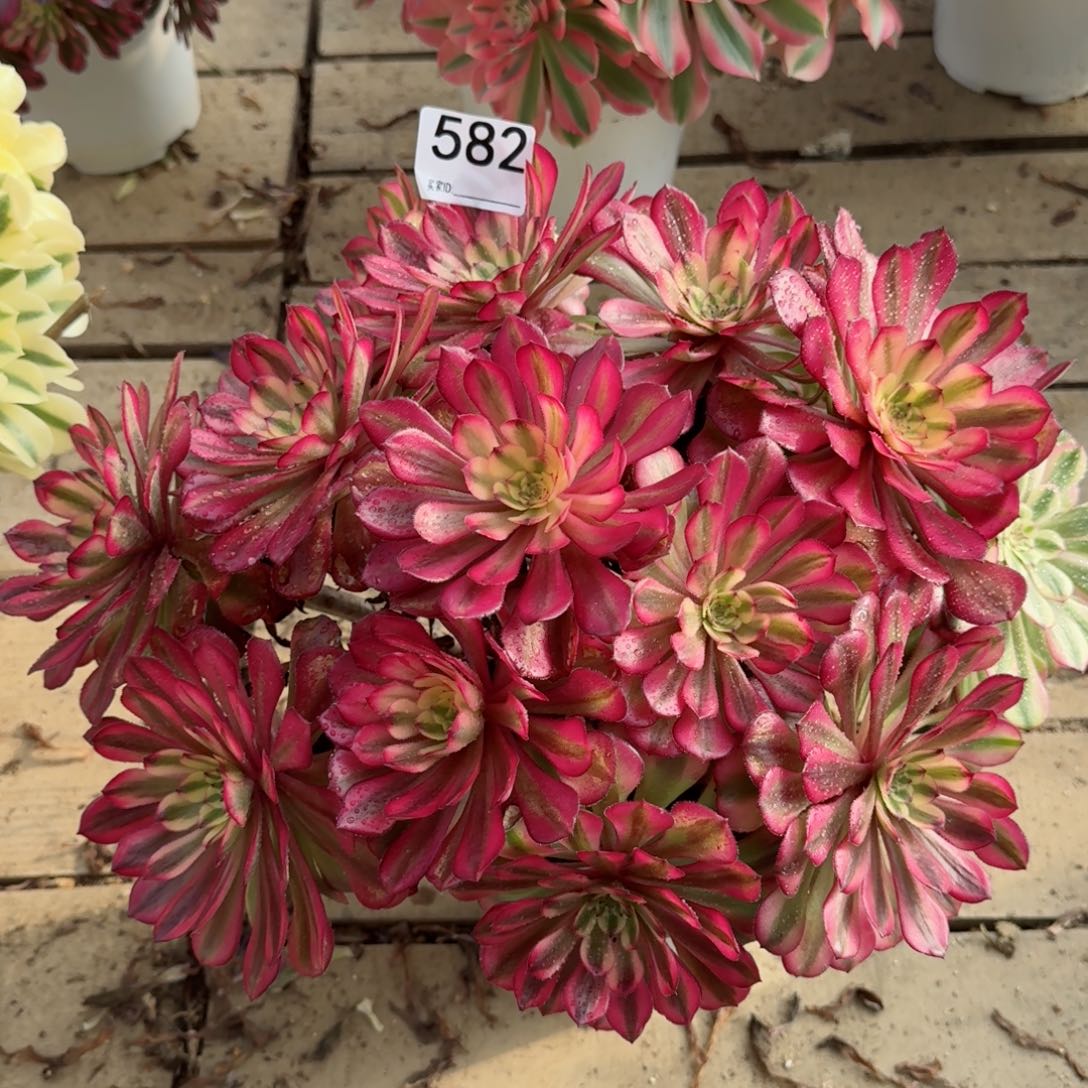 582月婵多肉植物