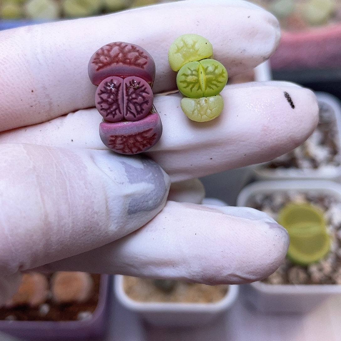 266号 紫绿菊…………