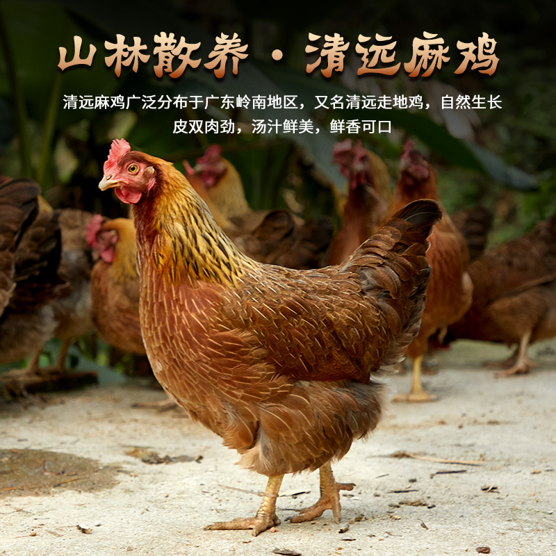 【小海散养】180天清远母鸡生蛋竹林走地鸡土鸡炖汤清远麻鸡