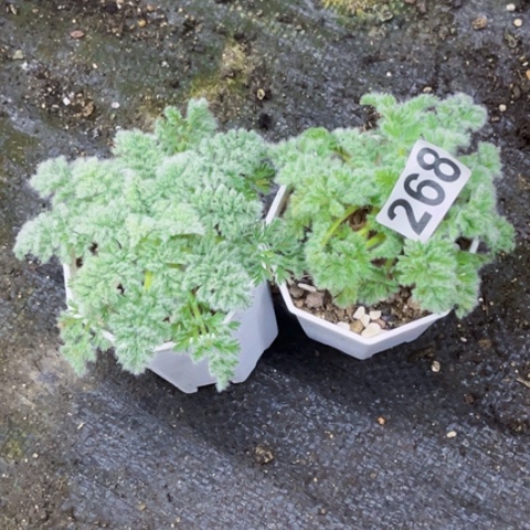 268羽叶杨奎如图东北不拍货