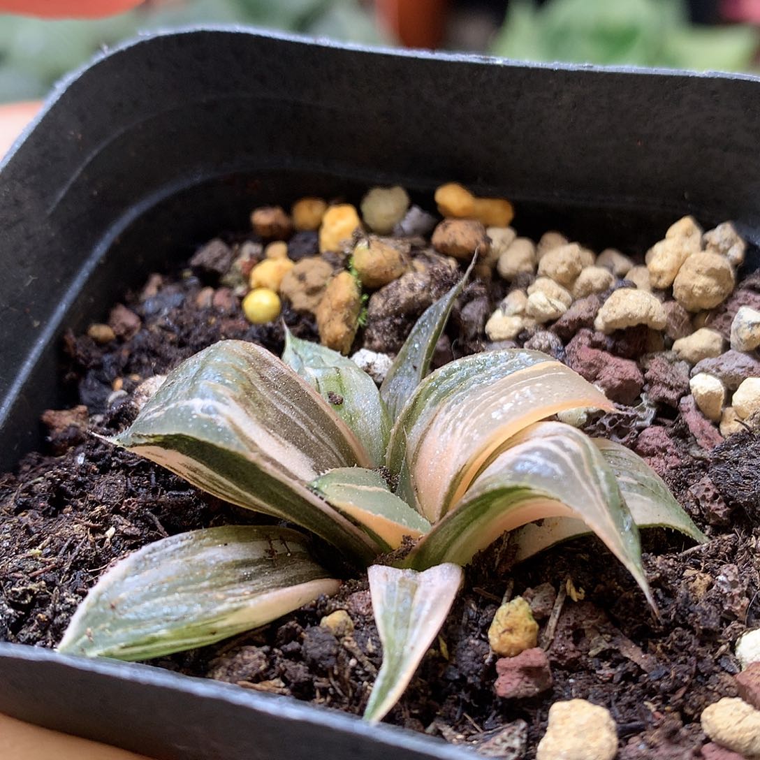 芭提雅piyk寿锦带盆土发货