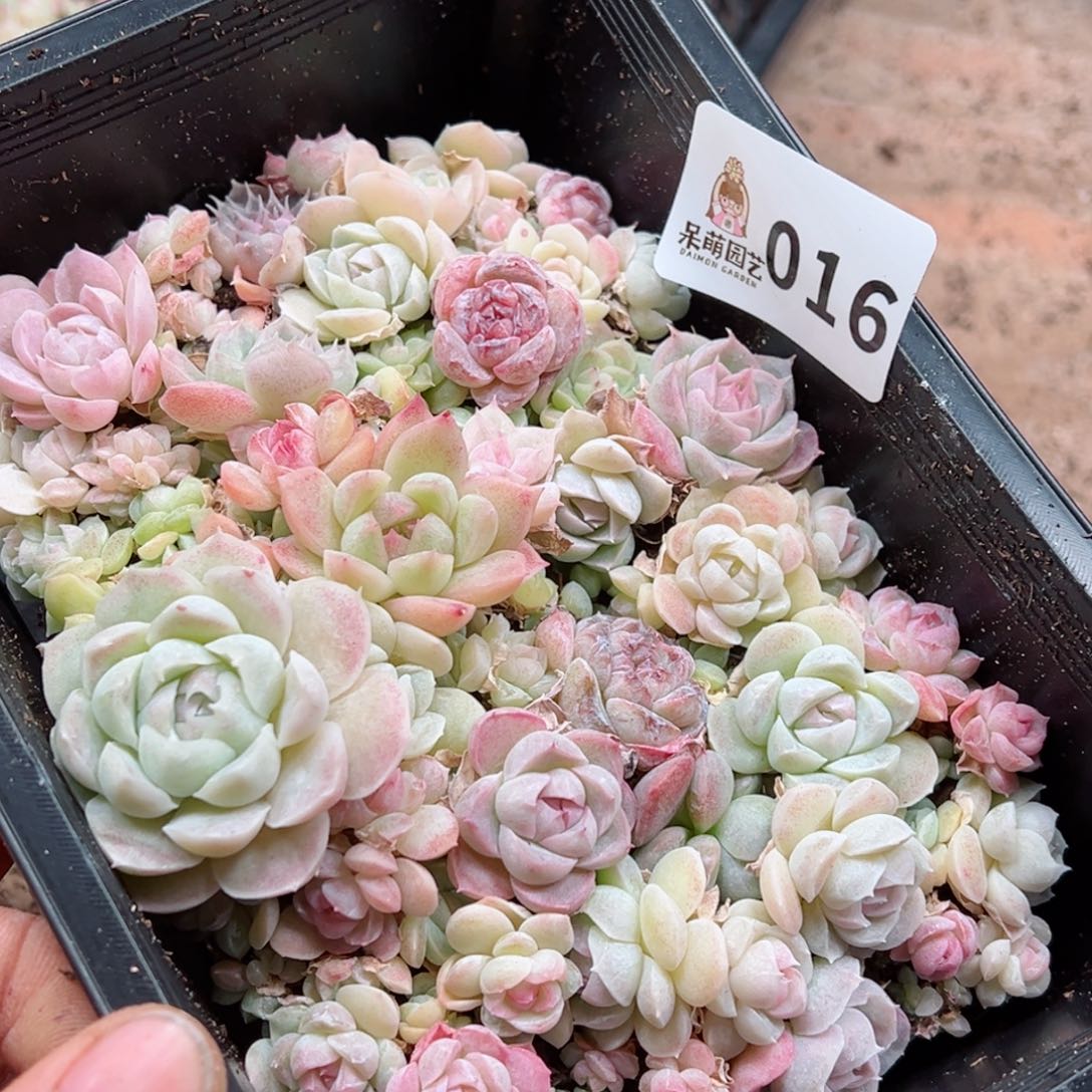 多肉植物多肉植物