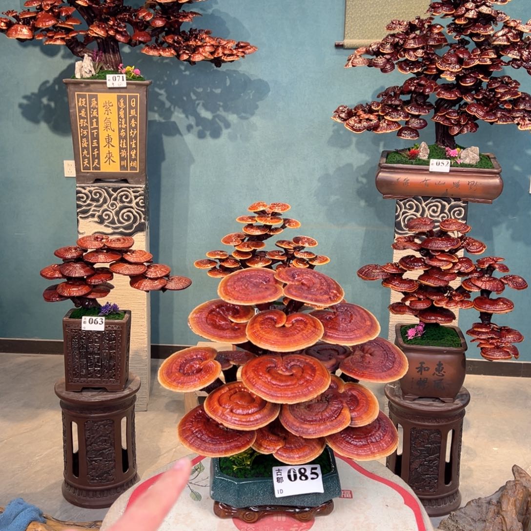 涛***阳无花朵868888888888