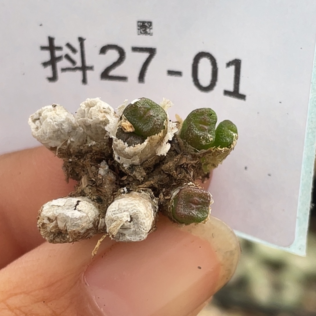 27-1方糖多肉植物