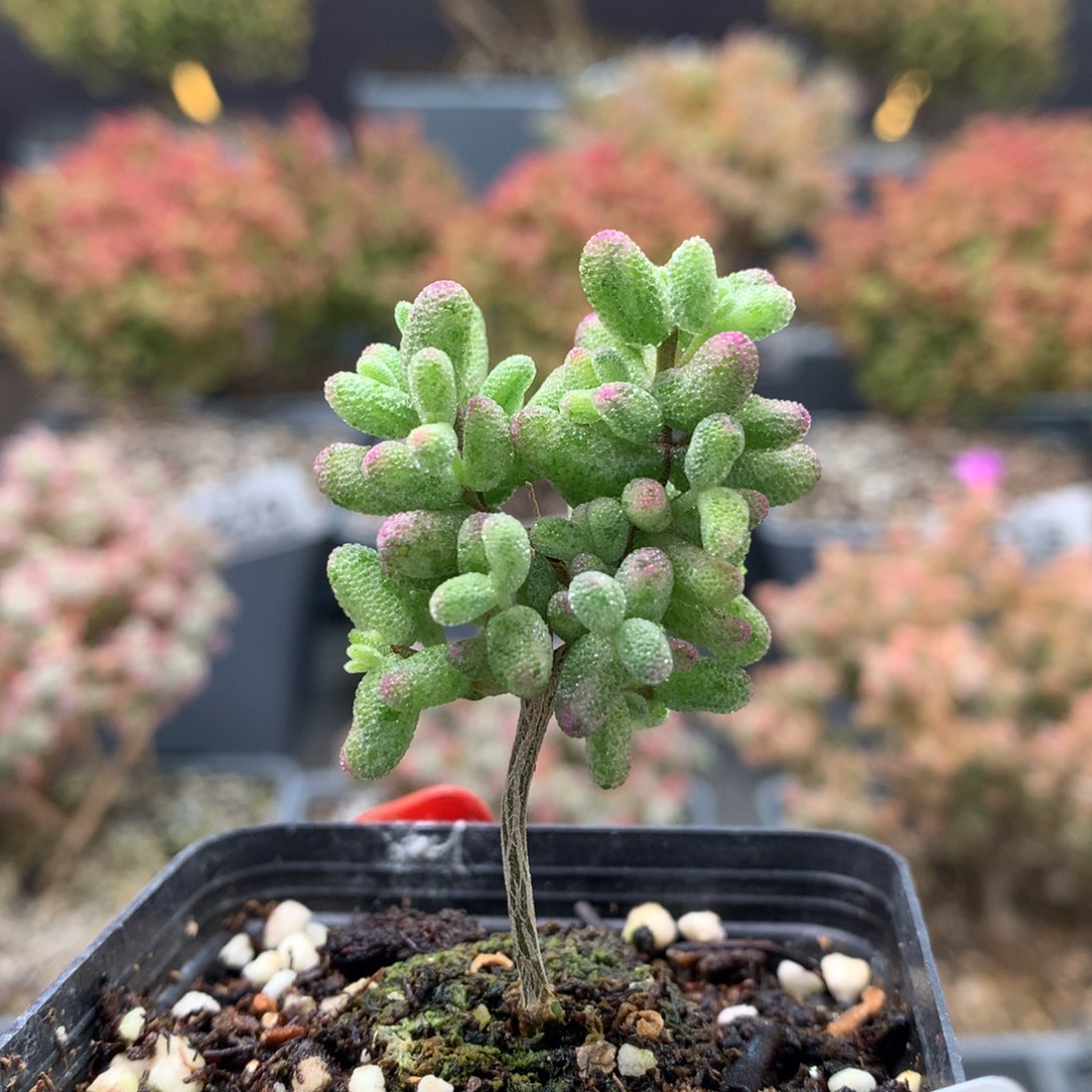 B278白虎斑锦枝干番杏