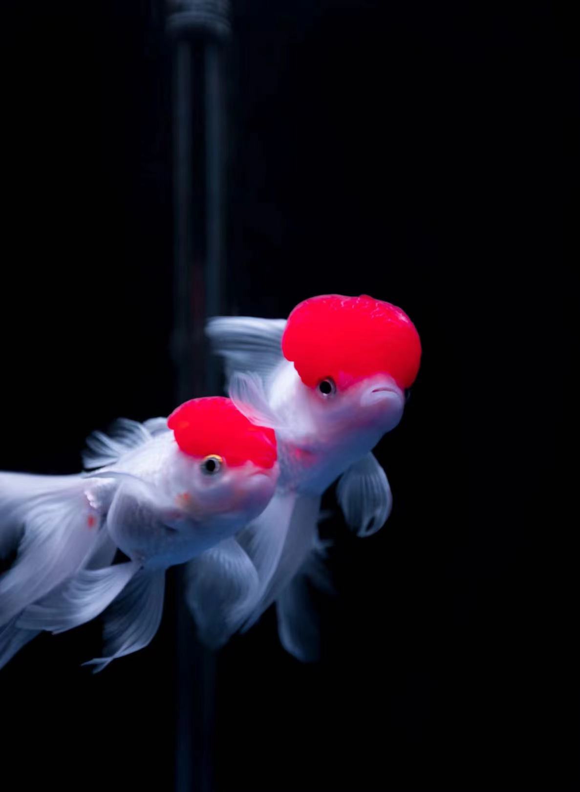 【补拍链接】冷水小金鱼红国师鸿运当头元宝狮皮实好养