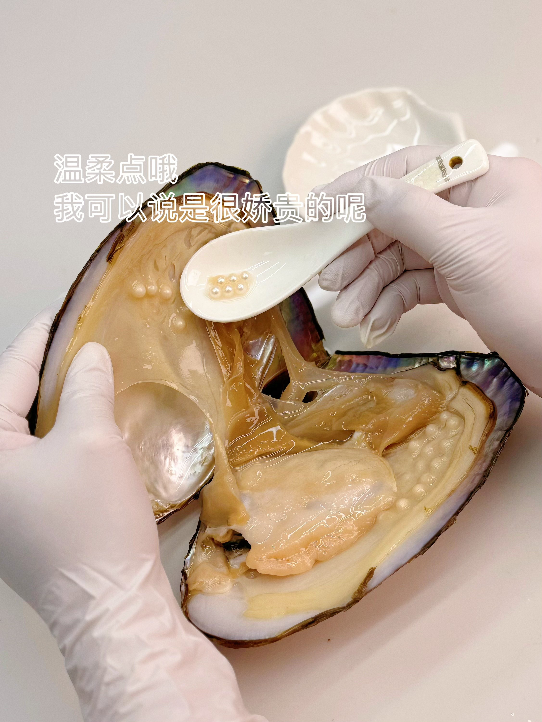 天女AK一蚌（活体不退换）可定制DIY