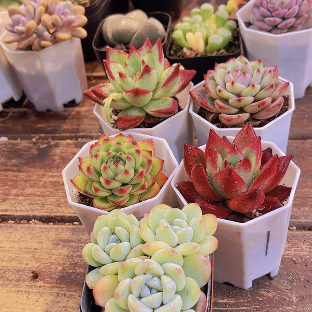 红乌木➕罗卡➕月亮石➕夜魔侠➕冰玉多头