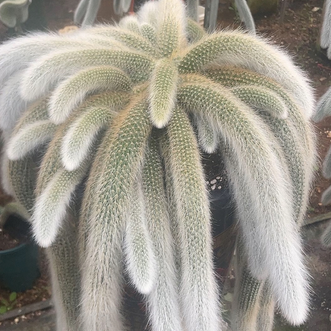 【次日达】九尾狐多肉植物软毛红色花仙人掌盆栽夏季开花好养