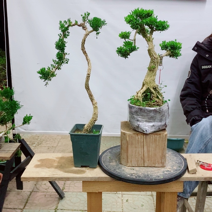 无花朵富****鸭广东黄杨