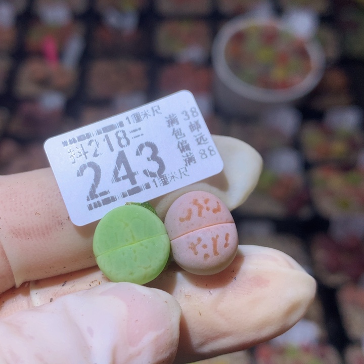  精品生石花218.243