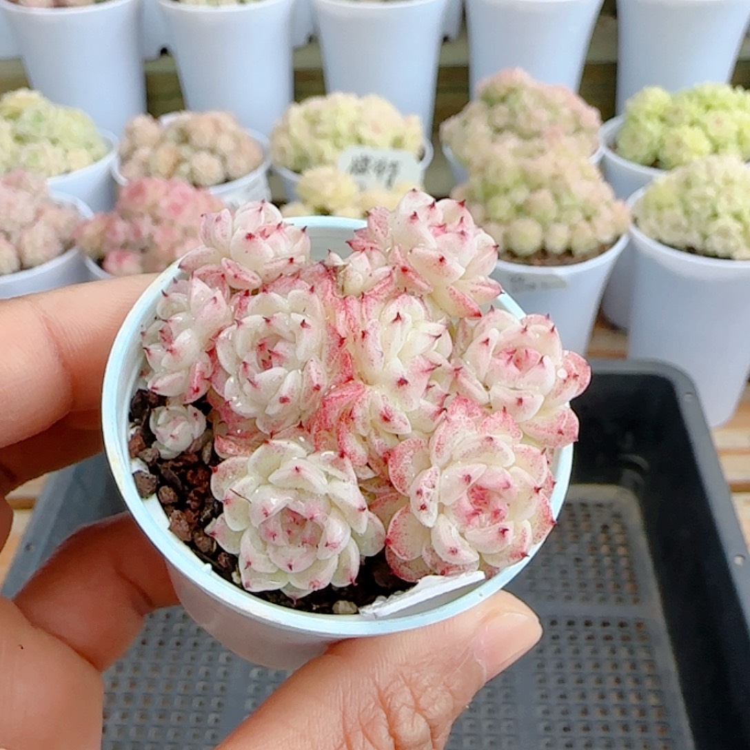 五***膘1227-59（xx-73）优选