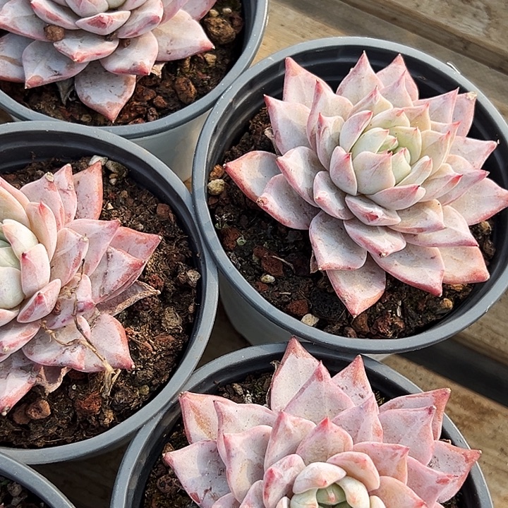 团   049    三盆粉蓝鸟  