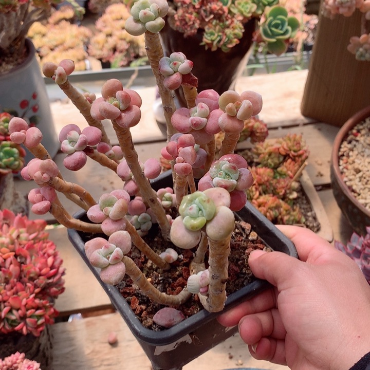 一****。洛神一物一拍直播间