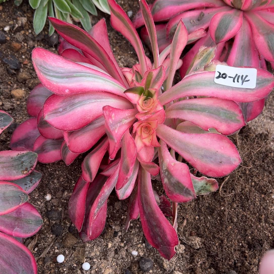 114爱丽丝多肉多肉多肉