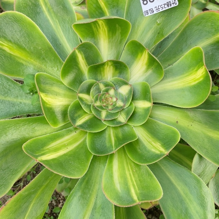 398暴君多肉1，12345678