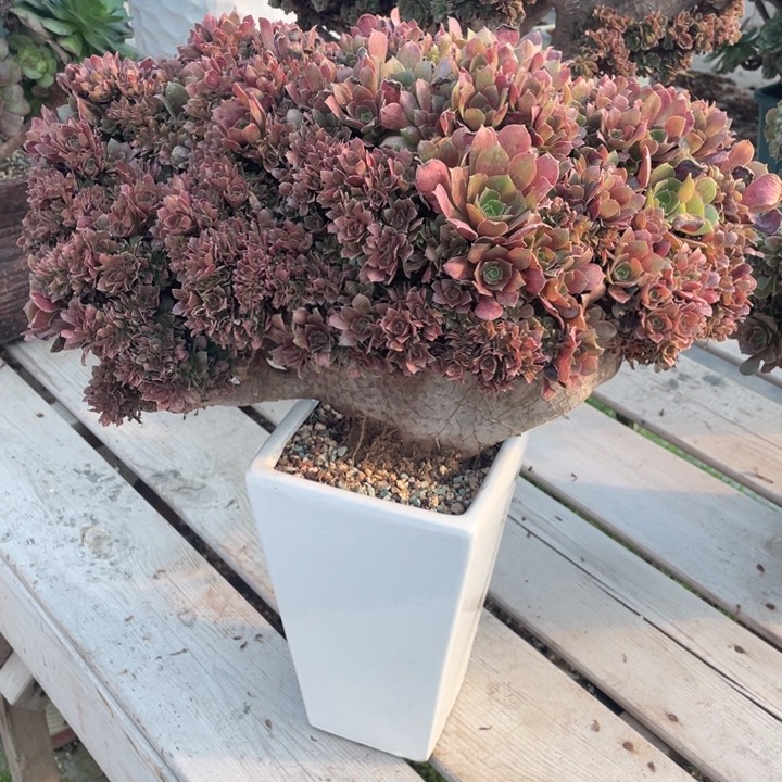 多肉葡萄的做法和吃法是最重要哒打的1