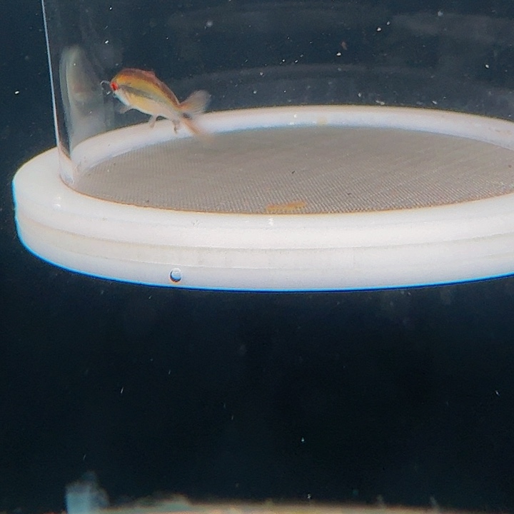 :***D灯科鱼左上缸-5 浅云魔鬼3.5cm左右 1条