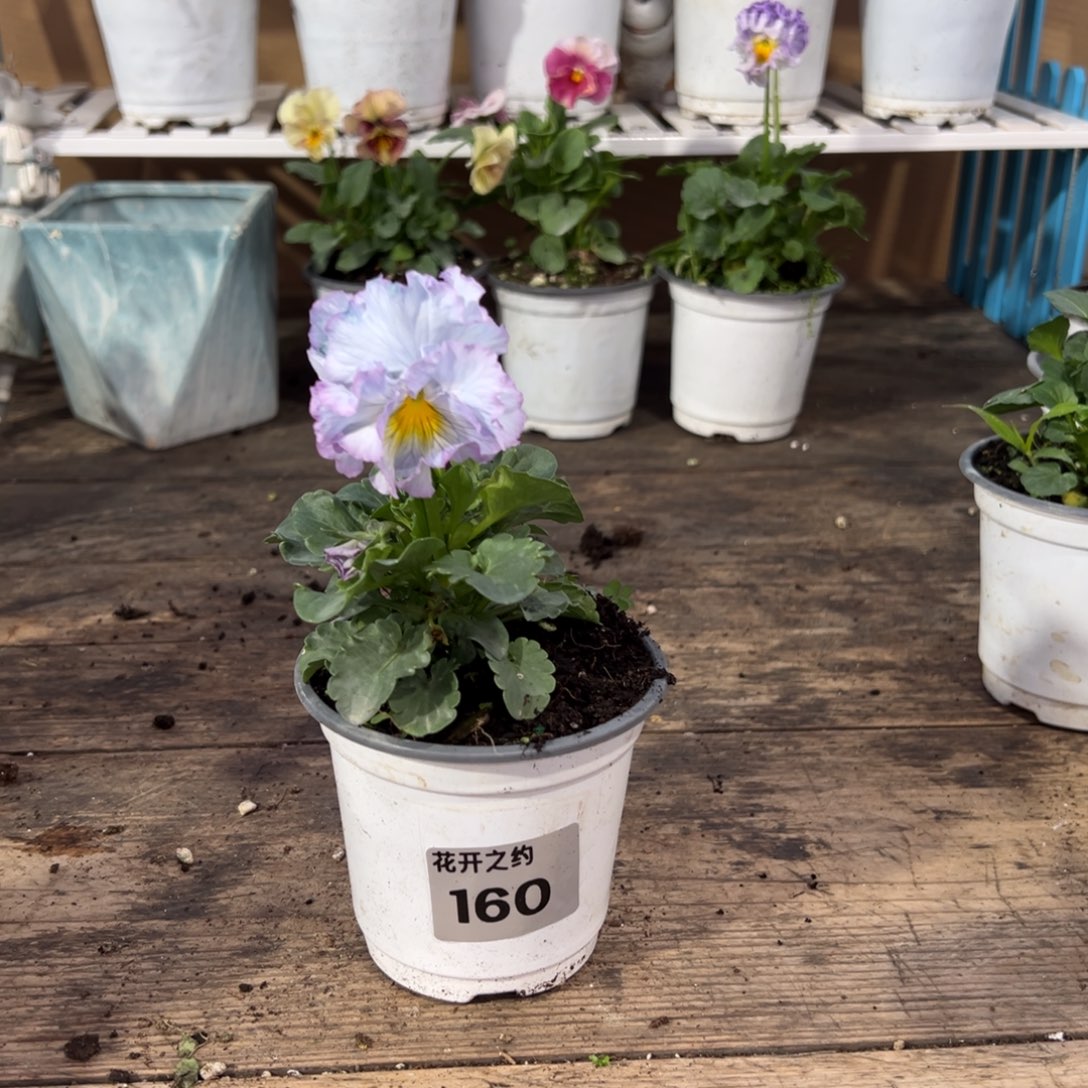 【闪购商品】完全开放160号