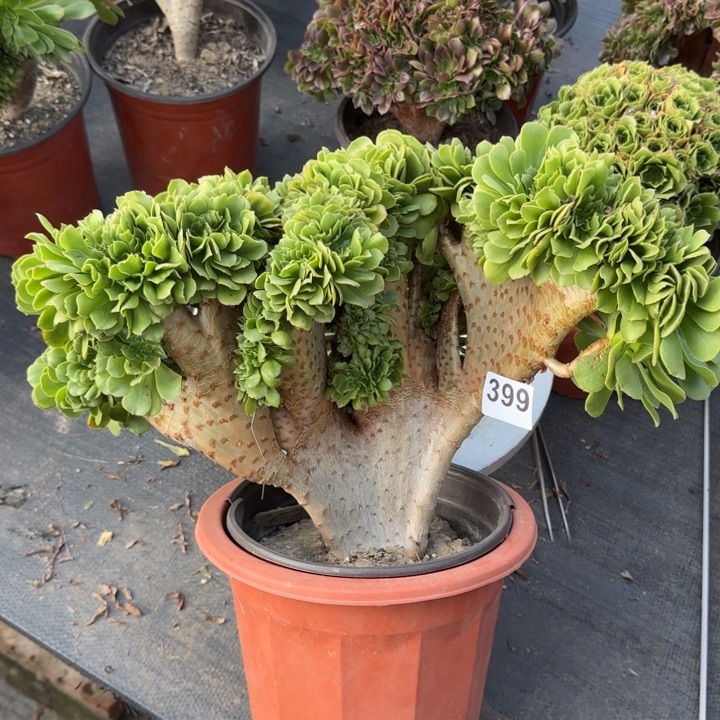 多肉植物绿羊绒缀399