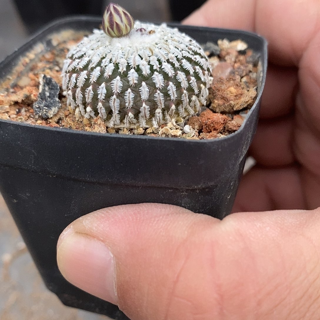 实生  金巧殿3公分左右一物一拍