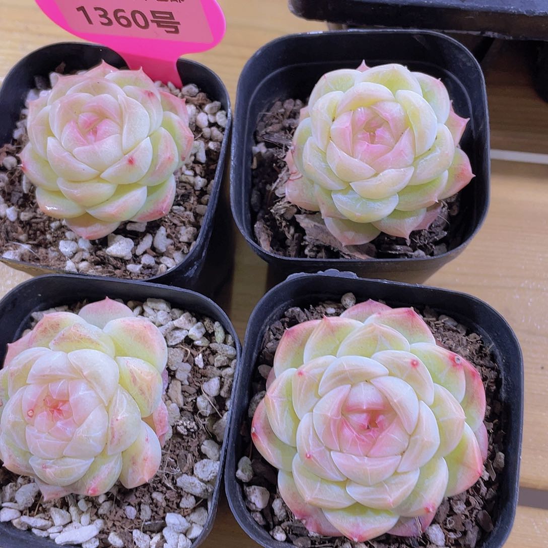 1360号 天花板白桃汽水单头一个