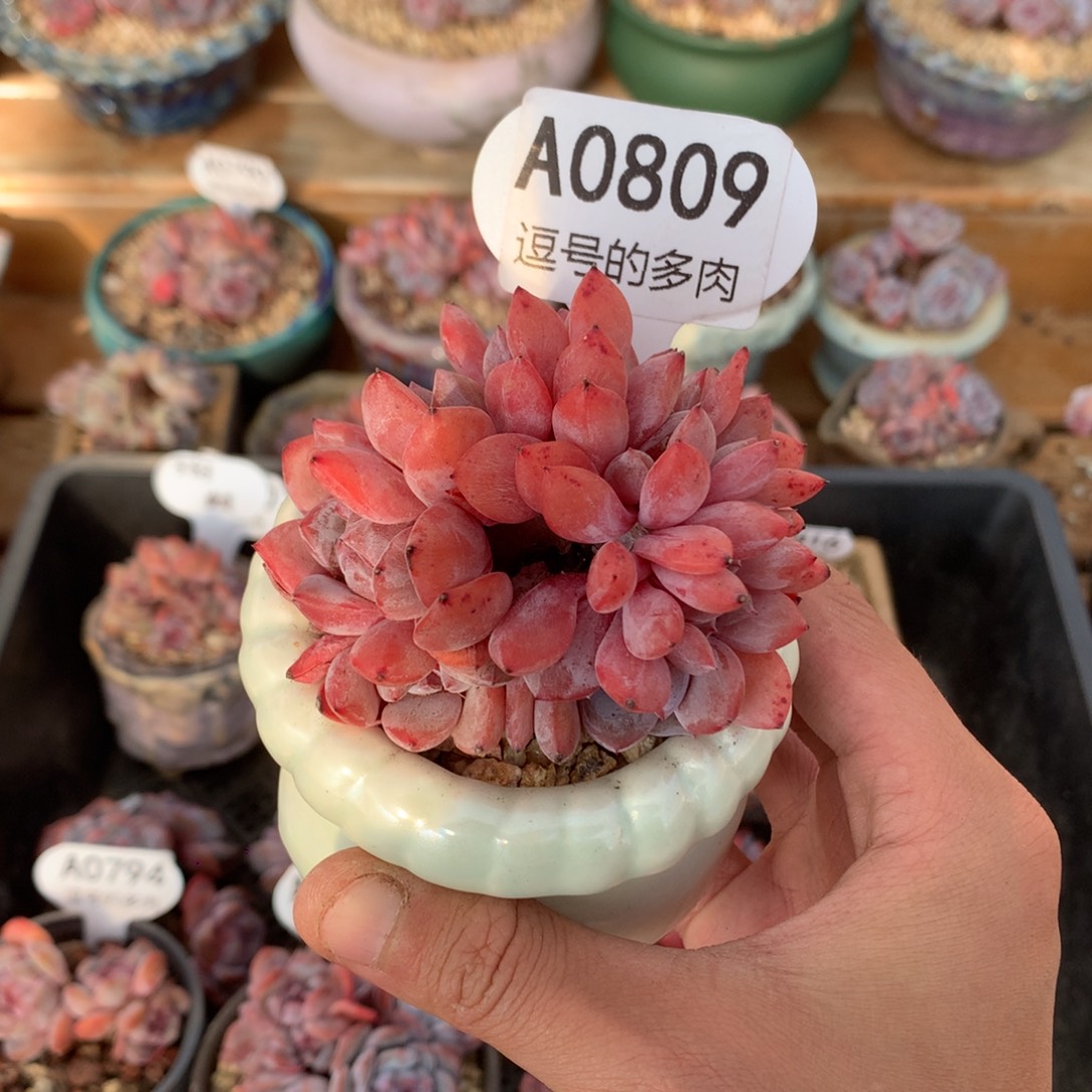 A0809 石榴籽缀 自然缀 8cm