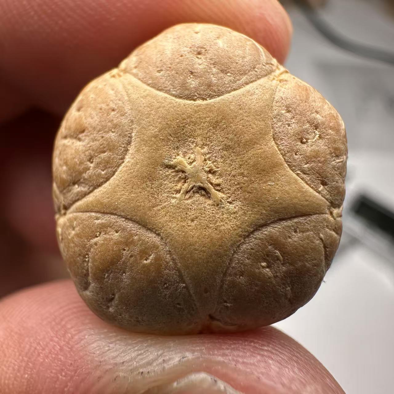 尼泊尔五星菩提，尺寸20，sss系列，货号58