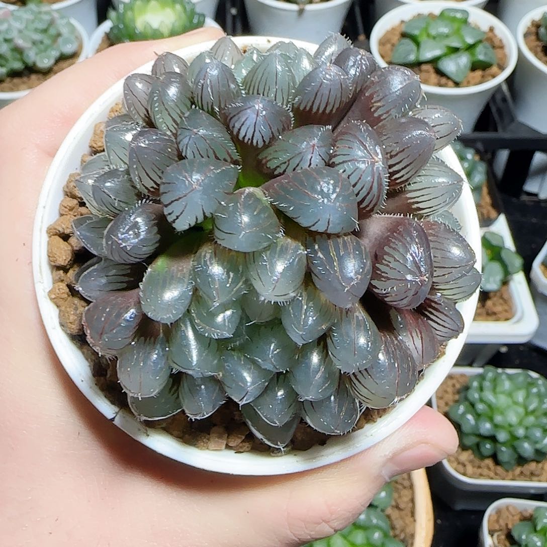 曙***&紫镜一物一拍发货