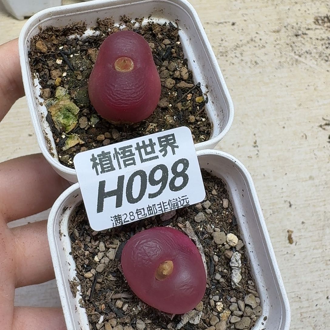 多肉植物多肉植物vb