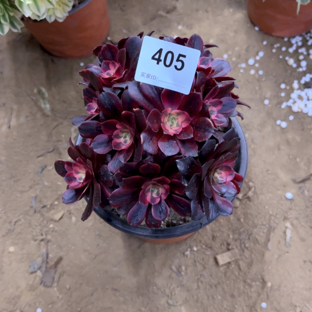 常**过405美杜莎多肉植物