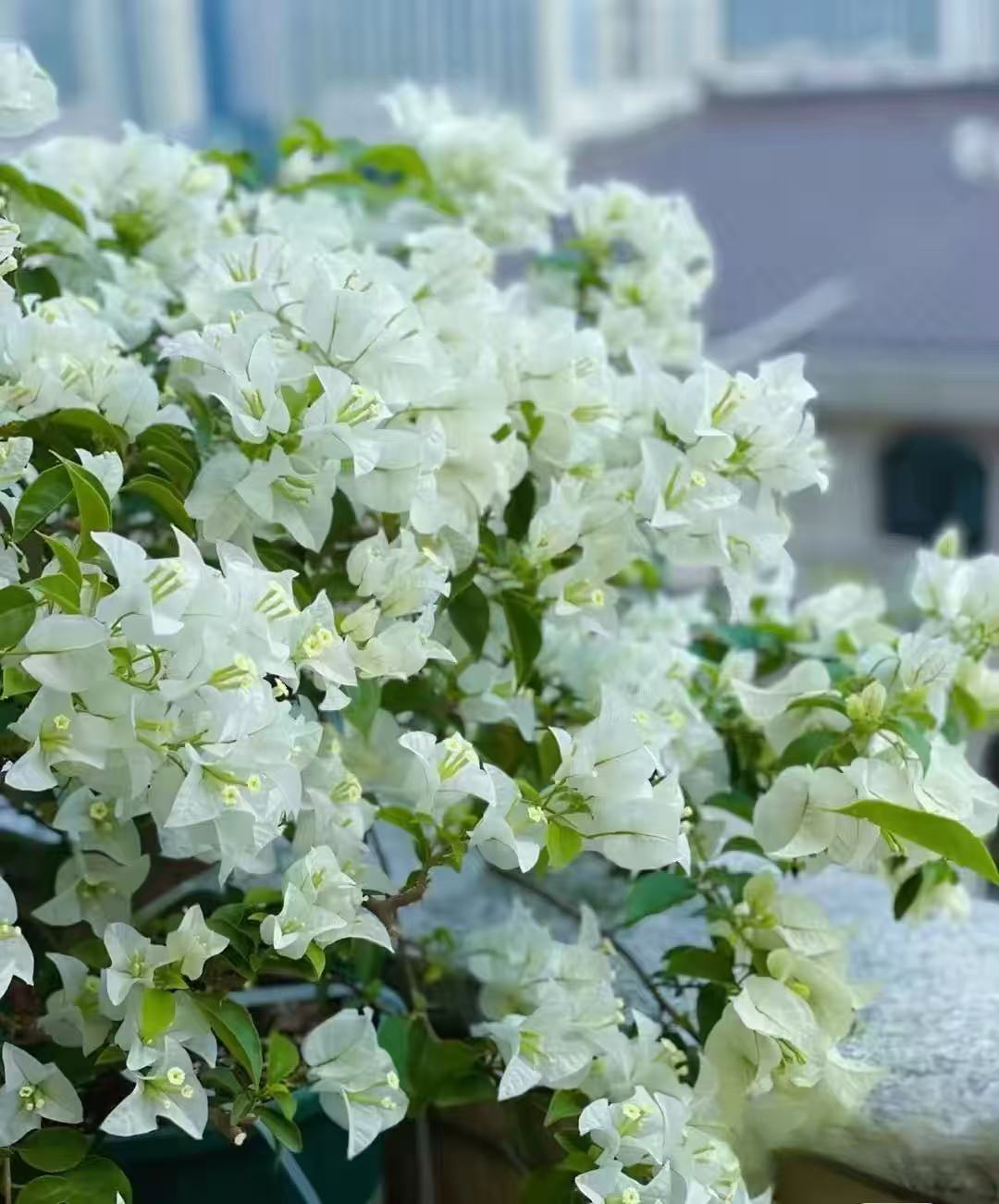 白雪公主三角梅四季开花勤花品种可爬藤可垂吊好养盆栽