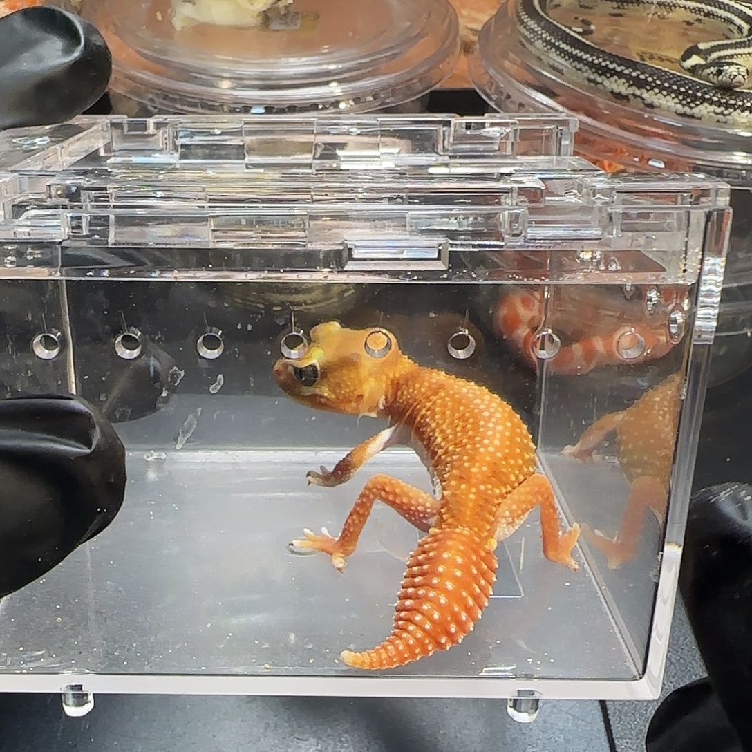 瘤尾守宫00000007