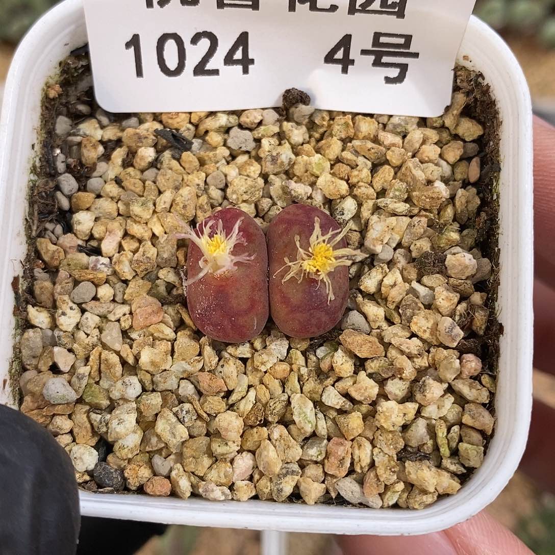 1024-4-开播福利杂交。  